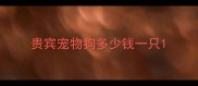 贵宾宠物狗多少钱一只