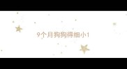 9个月狗狗得细小