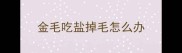 金毛吃盐掉毛怎么办