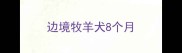 边境牧羊犬8个月