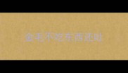 金毛不吃东西还吐
