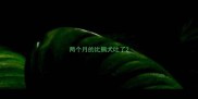 两个月的比熊犬吐了