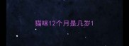 猫咪12个月是几岁