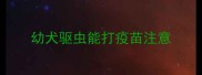 幼犬驱虫能打疫苗注意