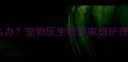 猫咪不吃不喝怎么办宠物医生教你家庭护理与科学用药指南