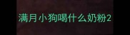满月小狗喝什么奶粉