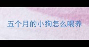 五个月的小狗怎么喂养