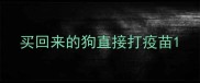 买回来的狗直接打疫苗