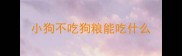 小狗不吃狗粮能吃什么