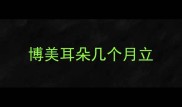 博美耳朵几个月立