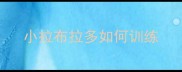 小拉布拉多如何训练
