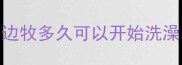 边牧多久可以开始洗澡