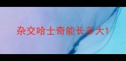杂交哈士奇能长多大