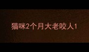 猫咪2个月大老咬人