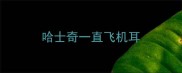 哈士奇一直飞机耳