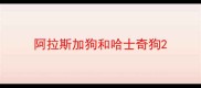 阿拉斯加狗和哈士奇狗