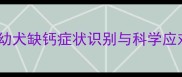 拉布拉多幼犬前腿抖不止幼犬缺钙症状识别与科学应对指南附家庭护理方案