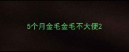 5个月金毛金毛不大便