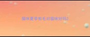 猫咪夏季剪毛对猫咪好吗