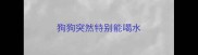 狗狗突然特别能喝水