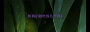 狗狗奶糕吃饭几个月