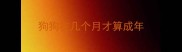 狗狗在几个月才算成年