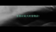 东莞比较大的宠物店
