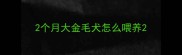 2个月大金毛犬怎么喂养