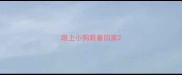 路上小狗跟着回家