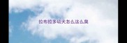 拉布拉多幼犬怎么这么臭