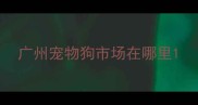 广州宠物狗市场在哪里