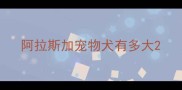 阿拉斯加宠物犬有多大