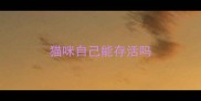 猫咪自己能存活吗