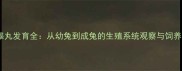 公兔睾丸发育全从幼兔到成兔的生殖系统观察与饲养指南
