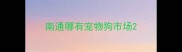 南通哪有宠物狗市场