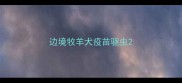 边境牧羊犬疫苗驱虫