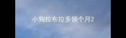 小狗拉布拉多领个月