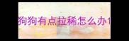 狗狗有点拉稀怎么办