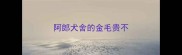 阿郎犬舍的金毛贵不