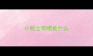 小哈士奇喂食什么