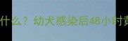 细小病毒是什么幼犬感染后48小时黄金救治期