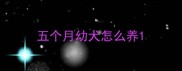 五个月幼犬怎么养