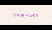 萨摩耶怀了金毛的