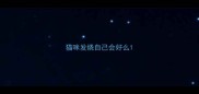 猫咪发烧自己会好么