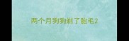 两个月狗狗剃了胎毛