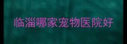 临淄哪家宠物医院好