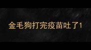 金毛狗打完疫苗吐了
