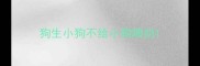 狗生小狗不给小狗喂奶