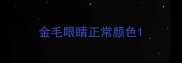 金毛眼睛正常颜色