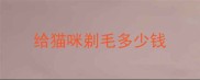给猫咪剃毛多少钱